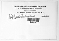 Puccinia recondita image